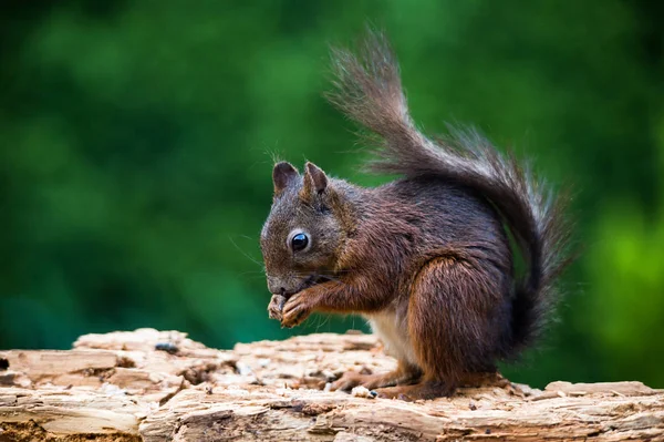 Eekhoorndier Pluizig Knaagdier — Stockfoto