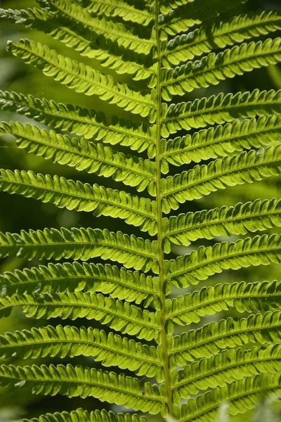 Belo Tiro Botânico Papel Parede Natural — Fotografia de Stock