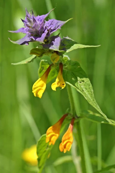 메이스너에서 Melampyrum Nemorosum 굽는다 — 스톡 사진