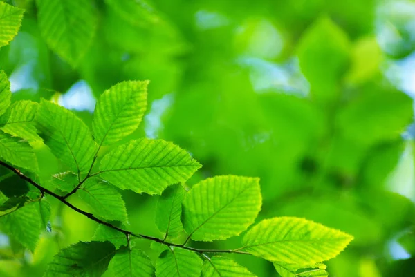 Primavera Verão Flora Folhas Verdes — Fotografia de Stock