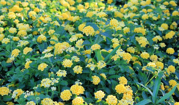 Flores Amarelas Florescendo Tempo Primavera — Fotografia de Stock