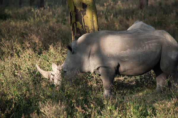 Rinoceronte Parque Nacional Lago Nakuru — Fotografia de Stock