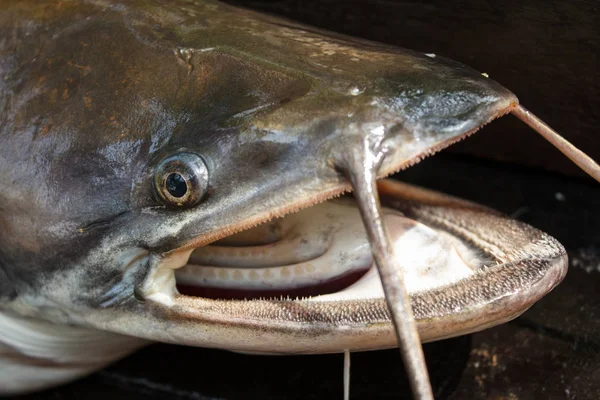 Pescado Fresco Mercado — Foto de Stock