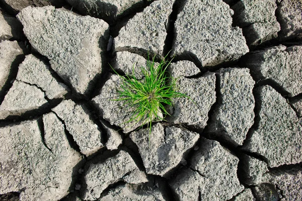 Dry Cracked Soil Texture — Stock Photo, Image