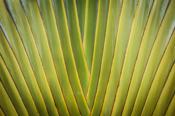 Resumen Del Cuerpo Plátano — Foto de Stock