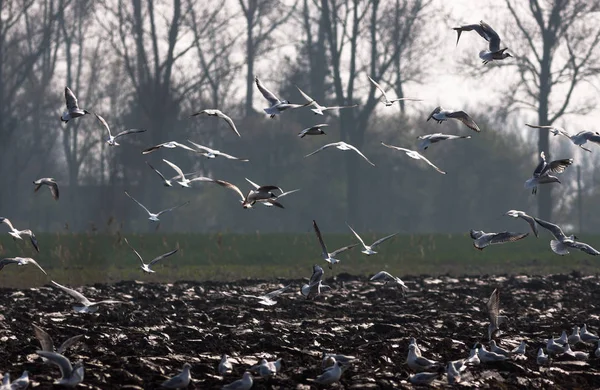 Scenic View Beautiful Gulls Birds — Stock Photo, Image