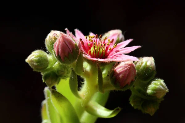 Fleurs Bourgeons Floraux Dach Hauswurz — Photo