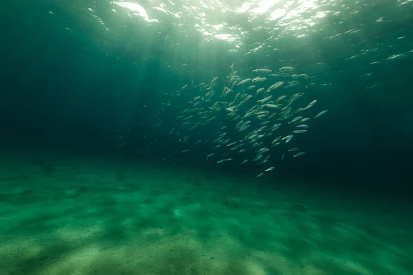 Die Herrliche Unterwasserwelt Des Roten Meeres — Stockfoto