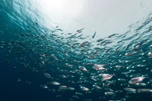 Striped Mackerel Red Sea — Stock Photo, Image