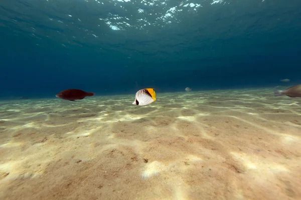 The magnificent underwater world of the Red Sea