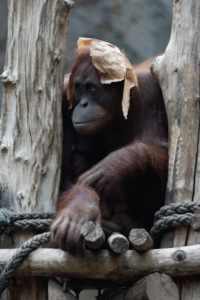 Sumatran Orangutan Abelii — Foto de Stock