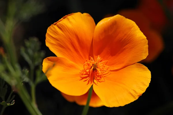 Vue Rapprochée Belles Fleurs Pavot Sauvage — Photo