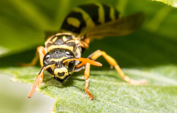 Vista Cerca Insectos Avispas Macro Disparo — Foto de Stock