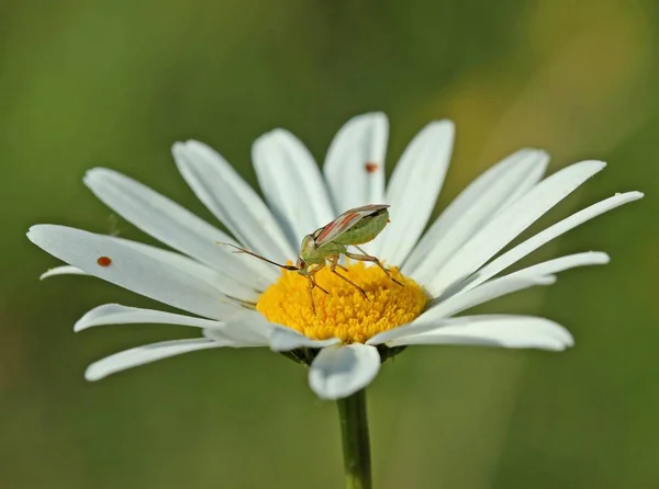 Daisy Full Bloom — Foto de Stock