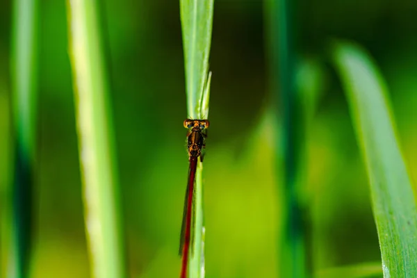 Entomology Odonata Dragonfly Insect — Stock Photo, Image