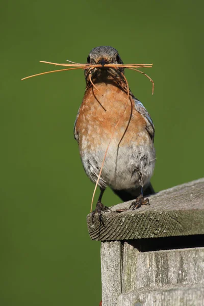 Female Eastern Bluebird Sialia Sialis Nesting Material — Stock Photo, Image