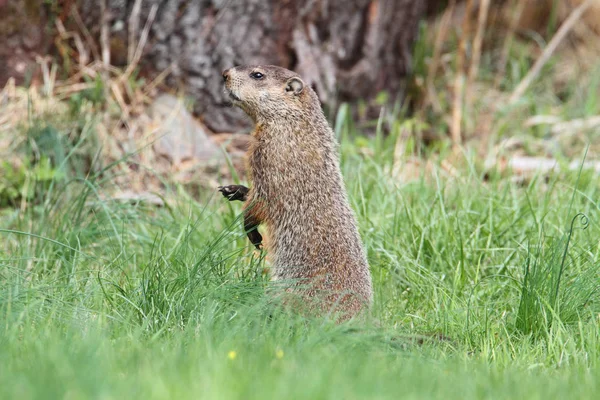 Groundhog Marmota Monax Also Known Woodchuck Field — Stock Photo, Image