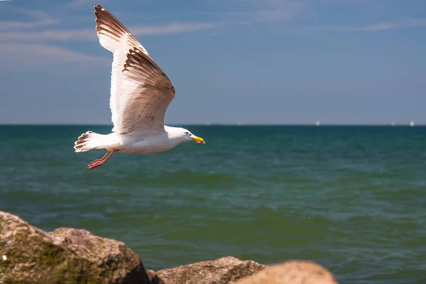 Vista Panorámica Hermoso Pájaro Naturaleza — Foto de Stock