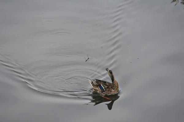 Wild Duck Anas Platyrhynchos Vízben Németországi Steinhuder Meer Ben — Stock Fotó