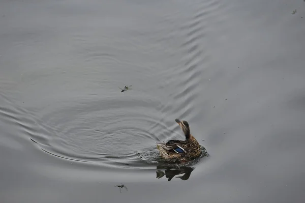 Wild Duck Anas Platyrhynchos Water Steinhuder Meer Germany — Stok Foto