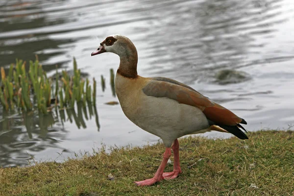 Photo Thème Oiseau Pittoresque — Photo