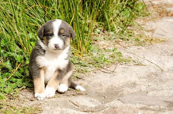Portrait Cute Dog — Stock Photo, Image