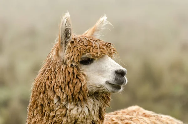 Grappige Alpaca Dier Wilde Dieren Zoogdier — Stockfoto
