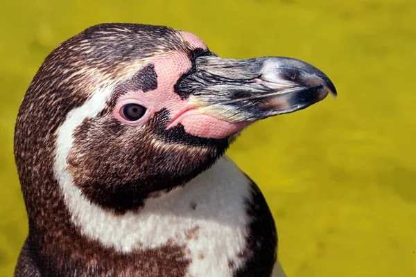 Aussichtsreicher Blick Auf Putzige Pinguinvögel Der Natur — Stockfoto