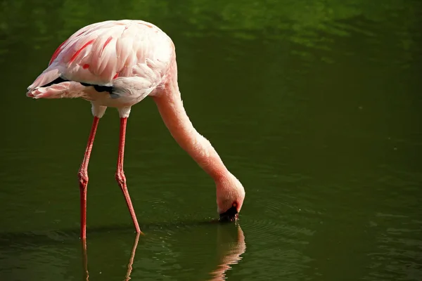 Flamingo Beim Lebensmittelkauf — Stockfoto