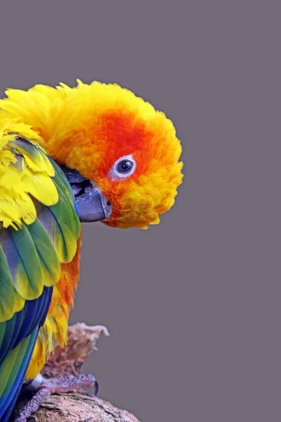 Sole Conure Aratinga Solstitialis — Foto Stock