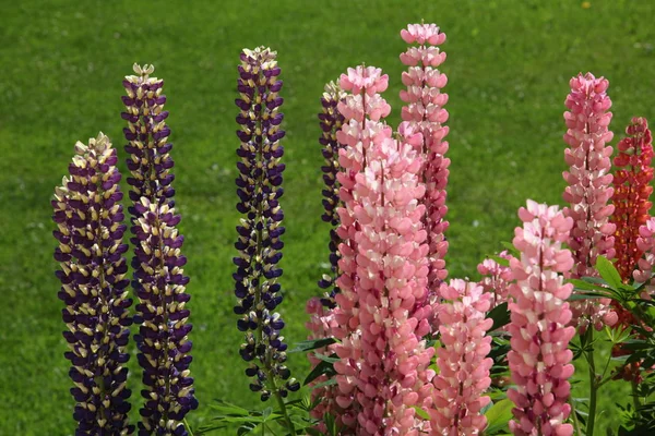 Çiçek Açan Lupin Çayır Bitkisi — Stok fotoğraf