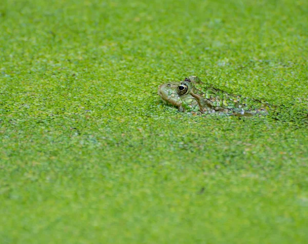 Green frog hidden in duckweed
