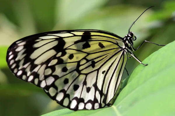 Papel Kite Mariposa Insecto — Foto de Stock
