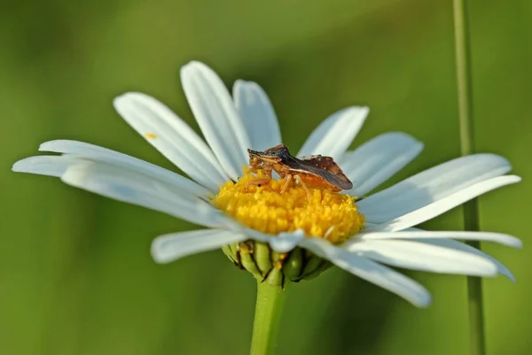 마거릿 이탈리아어 Phymata Crassipes — 스톡 사진