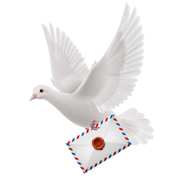 Mouche Pigeon Blanc Avec Courrier Bec — Photo