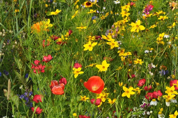 Närbild Vackra Vilda Vallmo Blommor — Stockfoto