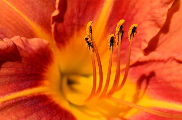 Vakre Blomster Blomsterbegrep Bakgrunn – stockfoto
