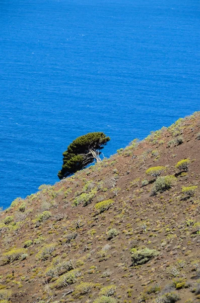 Gnarled Juniper Tree Shaped Wind Sabinar Island Hierro — 스톡 사진