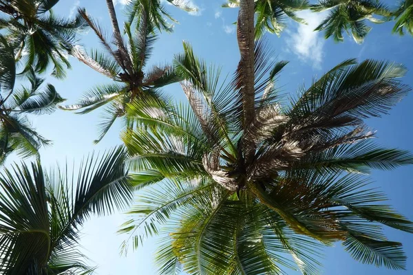 Palmen Himmel Hintergrund — Stockfoto