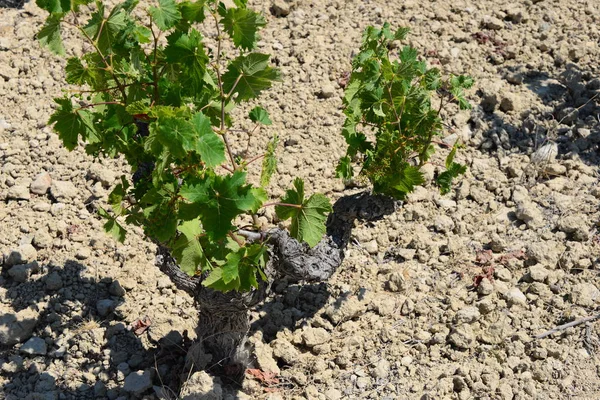 Paisagem Videiras Cultivo Videira Vinho — Fotografia de Stock