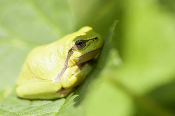 European Tree Frog Hyla Arborea Sunbathing Macro Shot — ストック写真