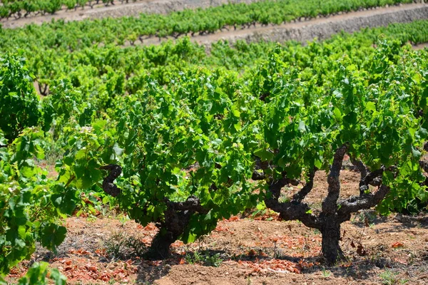 Campo Vinhedos Agricultura Videiras Plantas — Fotografia de Stock