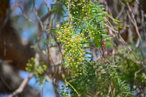 Paprika Auf Baum Spanien — Stockfoto