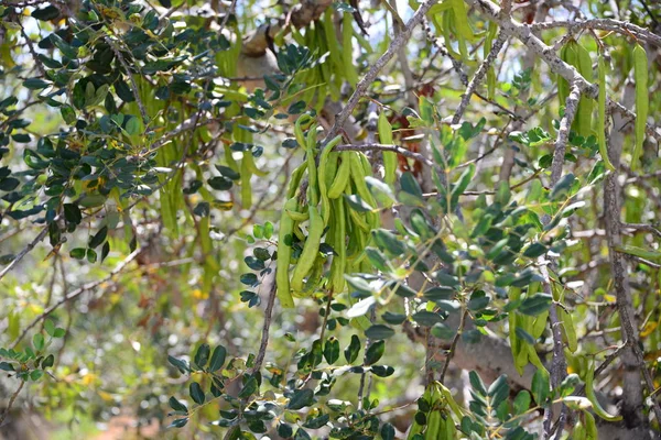 Baobab Träd Tropisk Flora Och Natur — Stockfoto