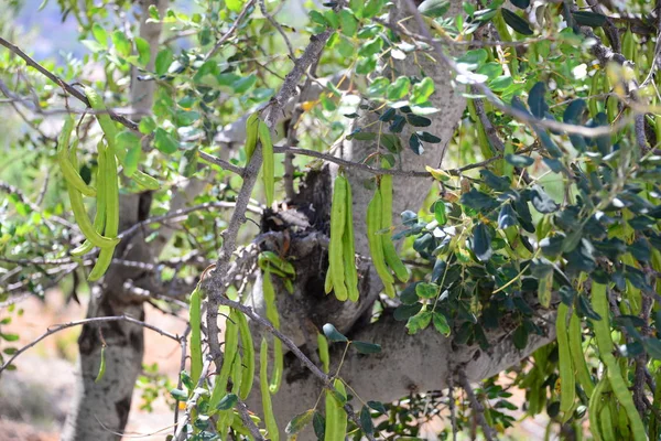 Baobab Ağacı Tropik Bitki Örtüsü Doğa — Stok fotoğraf