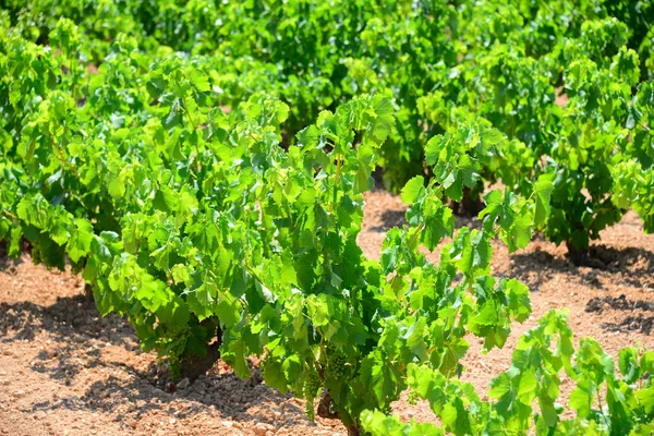 Landsbygd Vingårdar Jordbruk Vinstockar Växter — Stockfoto