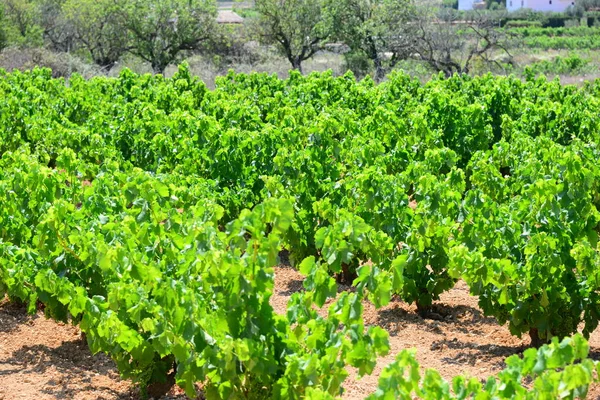 Agricultura Rural Vinhos Cachos Uvas Árvores — Fotografia de Stock