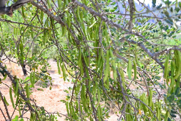 Баобаб Дерево Флора Рослина — стокове фото