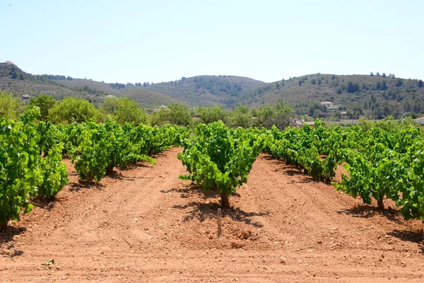 Şarap Tarlası Üzüm Bağı Tarım Çiftliği — Stok fotoğraf