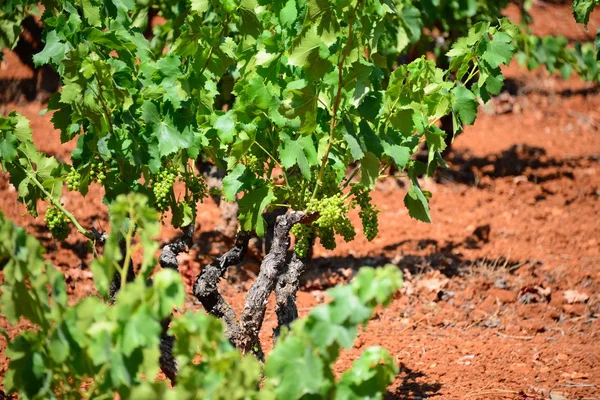 Campagna Vigneti Agricoltura Viti Piante — Foto Stock